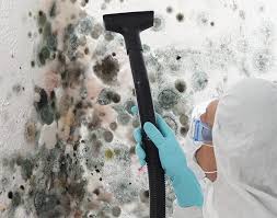 Why You Should Choose Our Mold Remediation Services in Grape Creek, TX